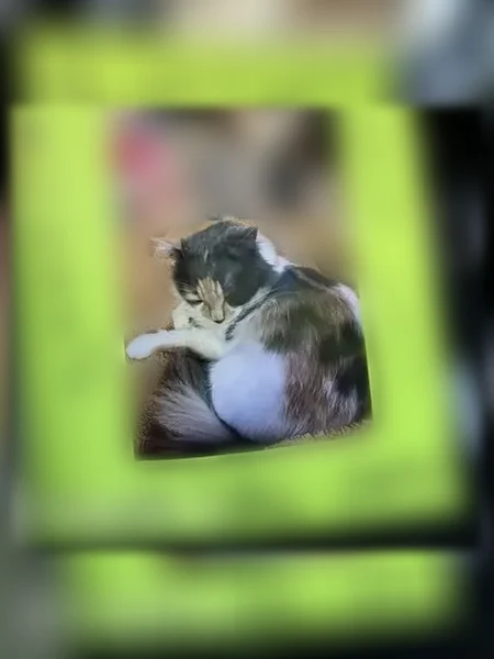 Lost cat, Dry Ridge, Kentucky - long-haired muted calico - photo