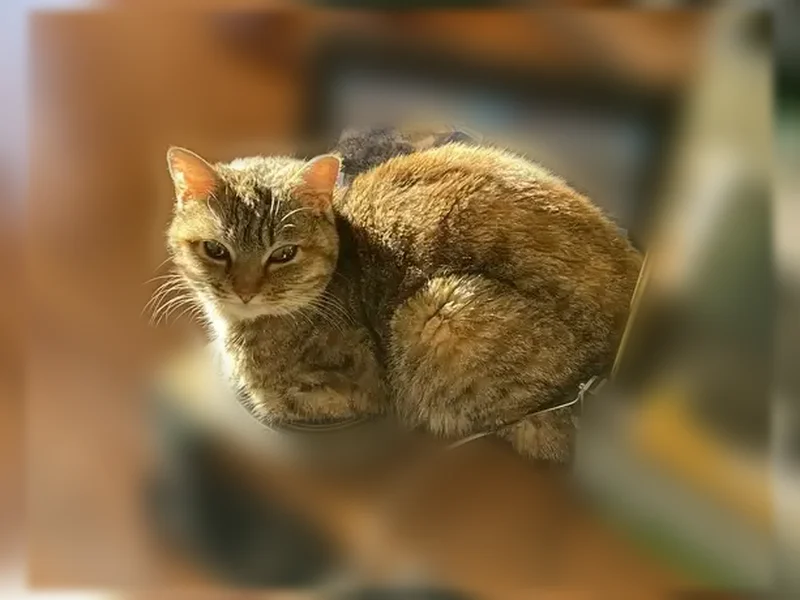 Lost cat, Old White Bridge Road, 97, Waynesboro - female, jumped into a furniture delivery truck - photo