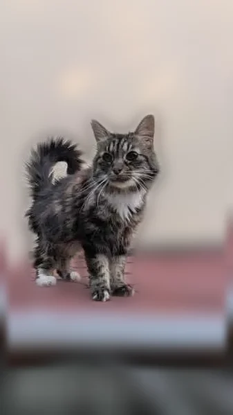 Chat perdu femelle, Rue du Pommerot, Roissy-en-Brie, Chelles - pelage tigré - photo