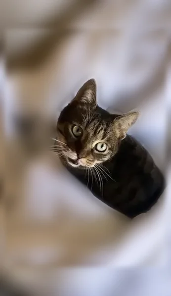 Chat perdu mâle, Rue Sainte-Hélène, Saint-André-lez-Lille - petit gabarit tigré - photo