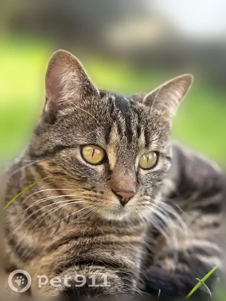 Chat perdu, rue de l'Abbaye, Bouxières-aux-Dames - femelle, très sociable - photo