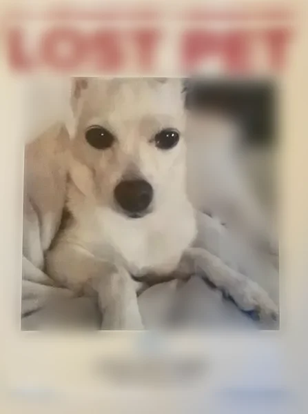 Lost dog, Las Vegas - white/tan, microchipped - photo