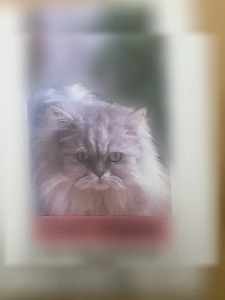 Chat perdu mâle, Rue de Bir-Hakeim, Mouvaux - persan gris - photo
