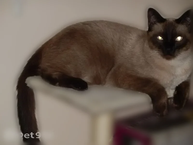 Chat perdu, mâle, Alixan - siamois, corpulence moyenne - photo