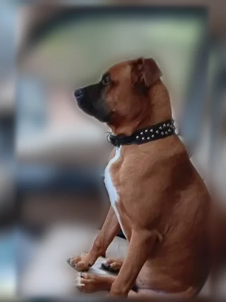 Lost dog, Gadsden - male brindle boxer wearing a service dog vest - photo