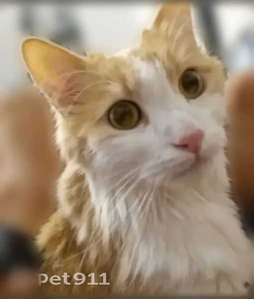 Chat perdu mâle, Rue Gustave de Chanaleilles, 14, Marguerittes - blanc et roux - photo