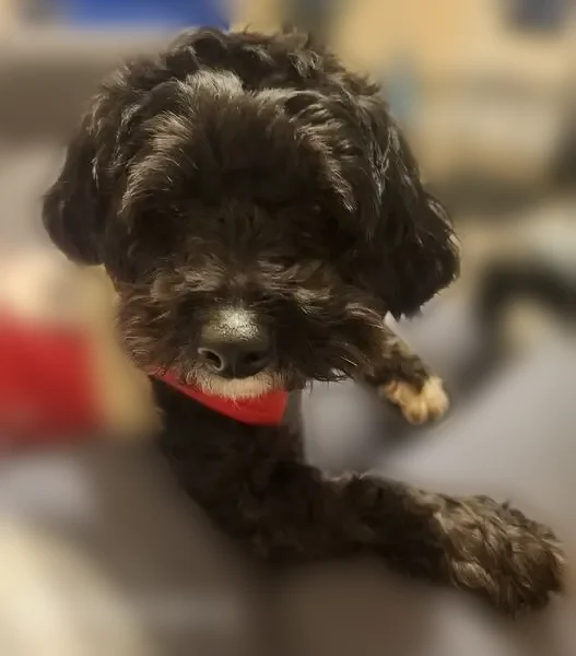 Lost dog, Sharazad Boulevard, 1301, Opa-locka, Pembroke Pines - black and white Maltese - photo