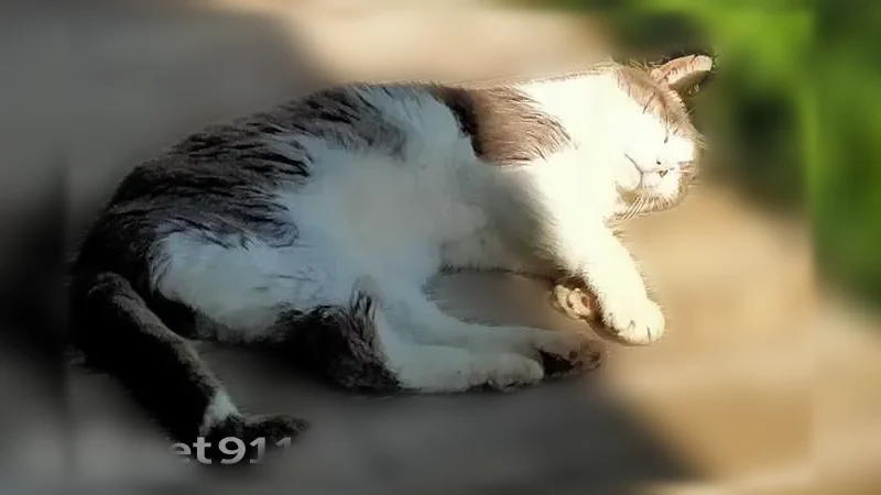 Chat perdu mâle, Plouaret, Bretagne - tatoué, 15 ans - photo