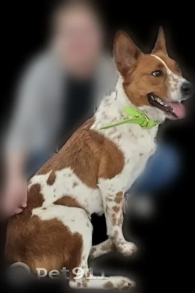 Lost dog, East Cottage Cove, Saratoga Springs, Burbank - female, red/white heeler mix, very timid - photo