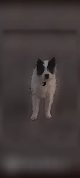 Chien perdu mâle, Gruissan, Montpellier - photo