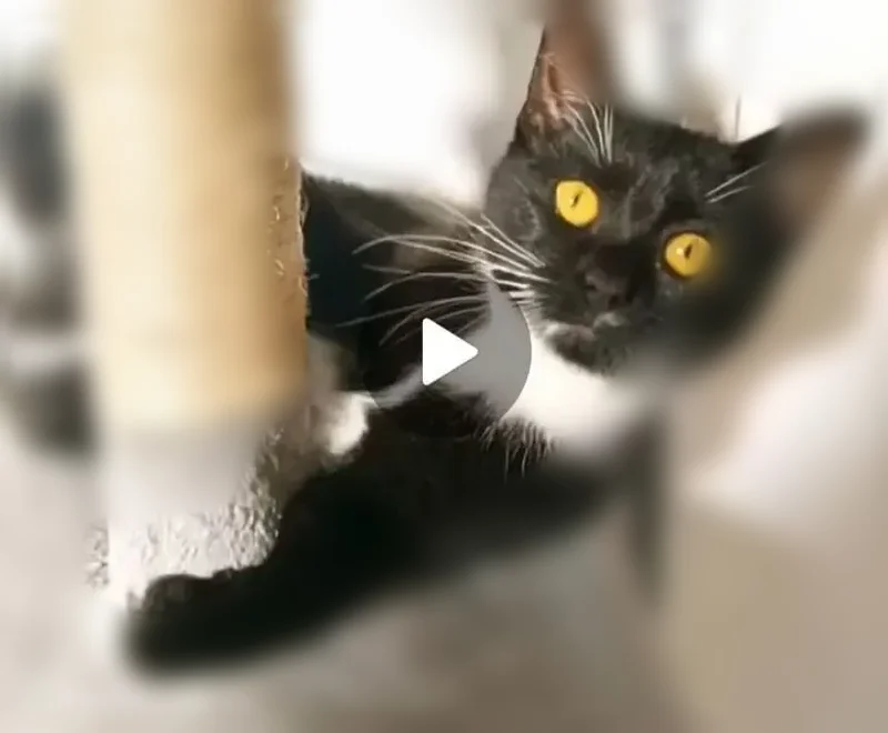 Chat perdu, Condé-sur-l'Escaut - femelle, sans collier - photo