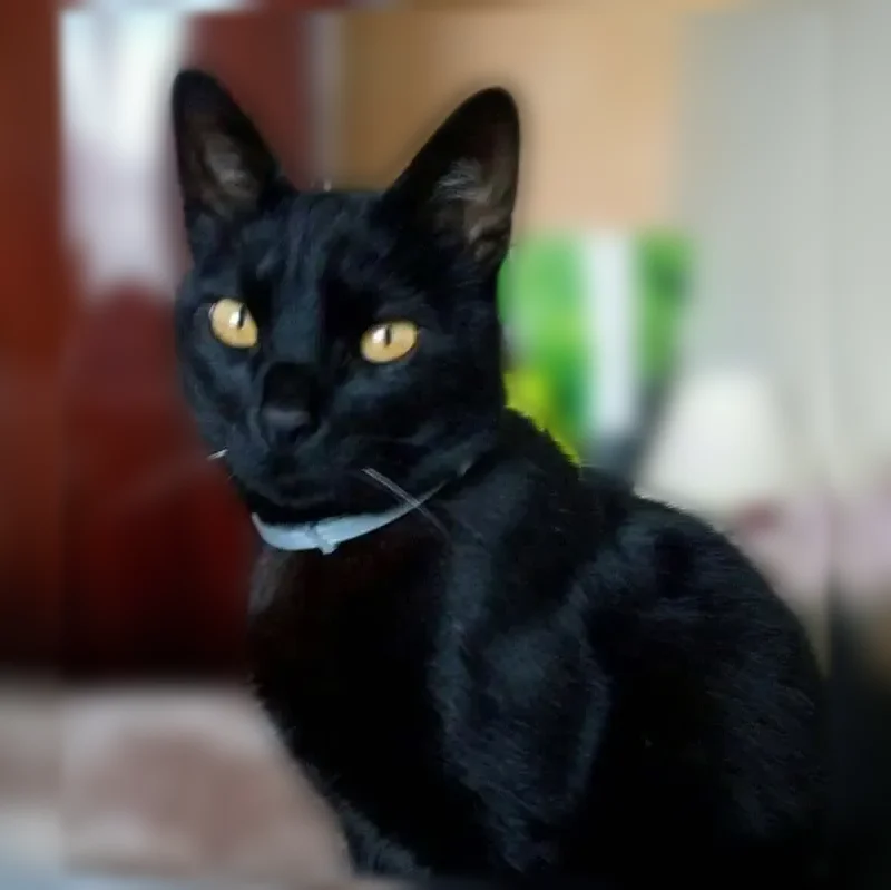 Chat perdu mâle, Rue du Docteur Sahut, 25, Aubière - noir, craintif - photo