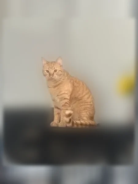 Lost cat, Clarkson Street, 1101, Denver - male orange tabby, very skittish - photo