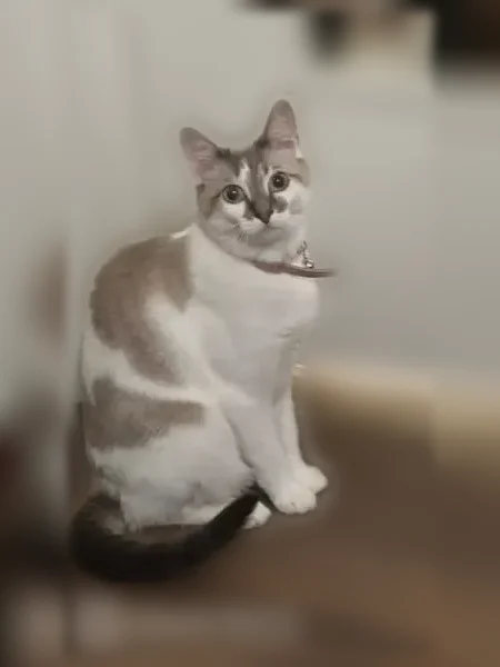 Lost cat, Hawaii Drive South, 1070, Jacksonville - female, pink collar with bell - photo