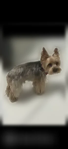 Lost dog, East 84th Street, 1120, Los Angeles - male, elderly, sick - photo