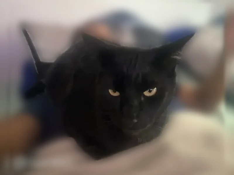 Lost cat, Santa Ana - big, friendly, yellow eyes - photo