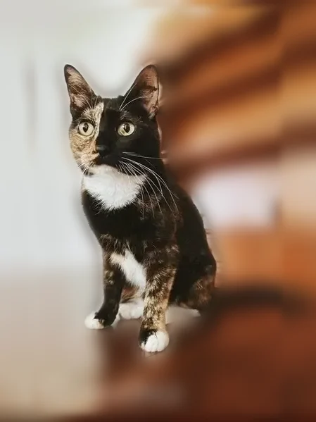 Lost cat, South Section Street, 554, Fairhope - female calico with half black face - photo