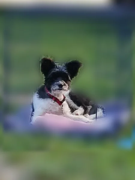 Lost dog, Burt Avenue Southeast, Wyoming - female, friendly but timid - photo