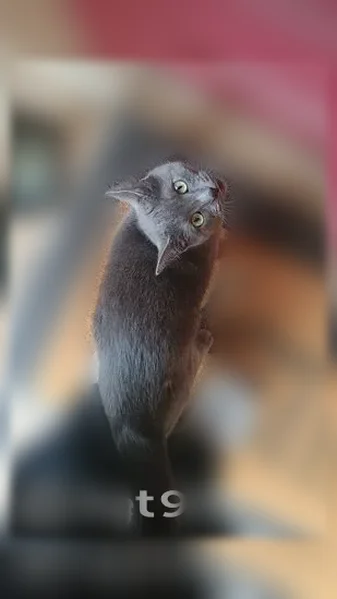 Lost cat, North Reynolds Road, 201, Bryant - female, pink collar - photo