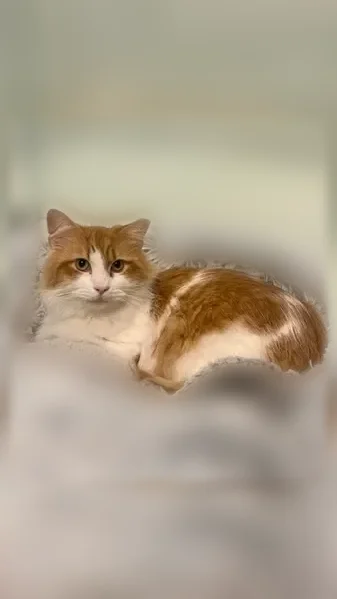 Lost cat, Hunter Lane, Oaklawn, East Newnan - male, orange and white long-haired, medium-sized - photo