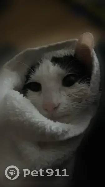 Lost cat, Montgomery Avenue, Schwenksville - female, very vocal - photo