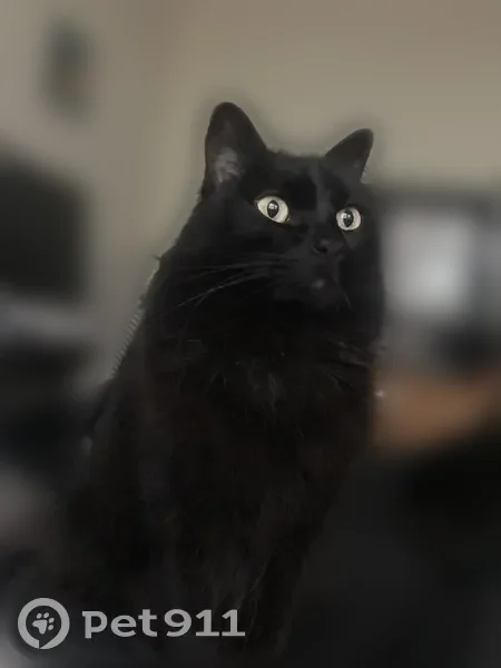 Lost cat, Trinity Oaks Lane, Raleigh - female, black, medium/long hair - photo