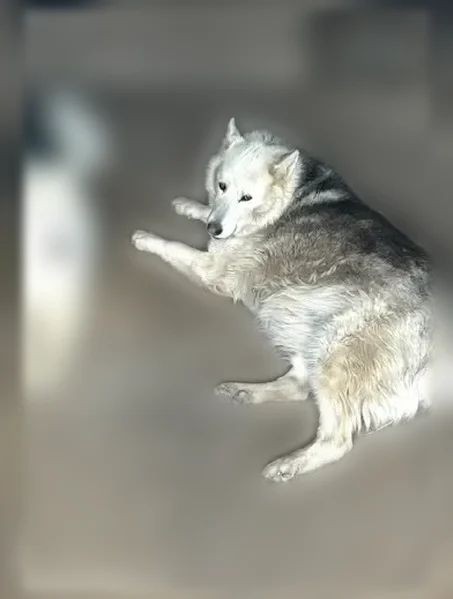 Lost dog, South Patton Court, 1085, Denver - photo