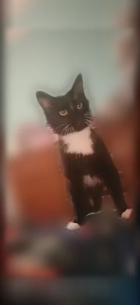 Lost cat, Persimmon Drive, 2810, Killeen — female, long-haired tuxedo - photo