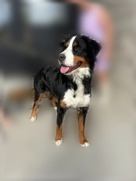 Lost dog, South Mill Road, Spanish Fork - female - photo