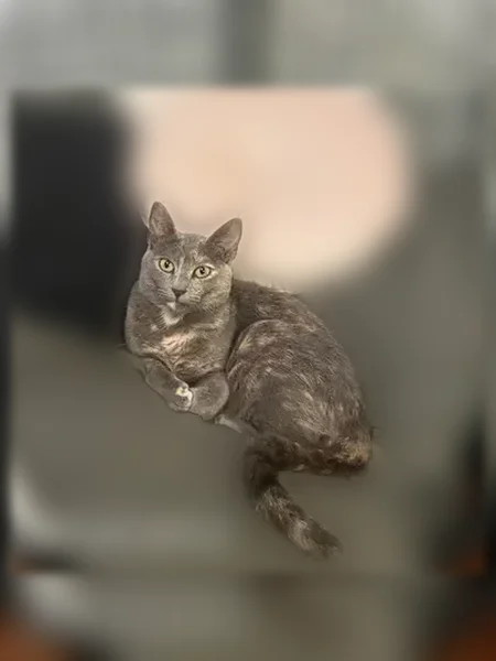 Perdu chat femelle, Rue de Gouesnach Névez, 20, Penmarch, Paris - très peureuse - photo