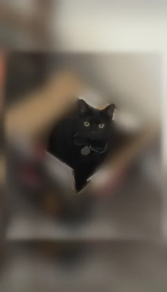 Lost cat, Graceland Avenue, 3159, Indianapolis - male, all black, skinnyish, green-blueish collar - photo