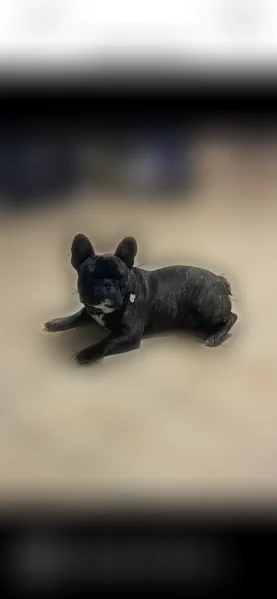 Lost dog, Kirshner Way, San Antonio, Texas - male Frenchie with a white chest - photo