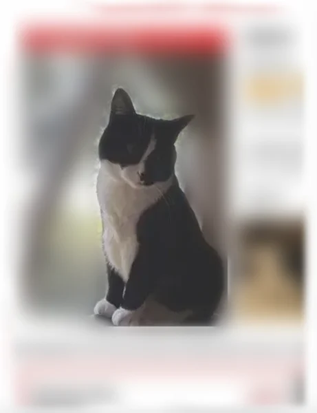 Lost cat, Southwest 3rd Street, 1562, Corvallis - female, black and white - photo