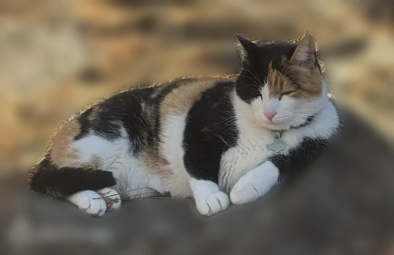 Missing cat Female, Bellevue (usl539543) - photo