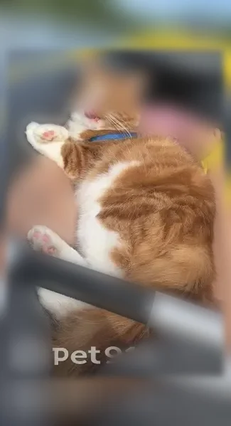Lost cat, Asylum Avenue, 915, Hartford - male, one eye missing - photo