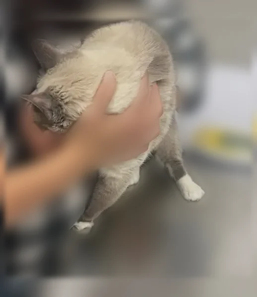 Lost cat, Saint Georges Avenue, 2154, Rahway - female, blind, declawed, small tail - photo