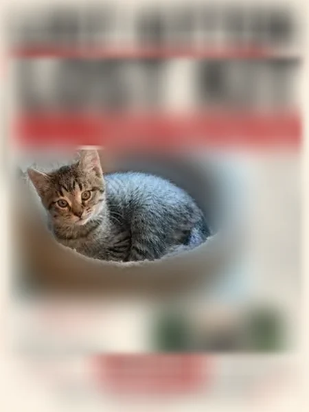 Lost cat, Buechel Bank Road, 2106, Louisville - young male kitten - photo