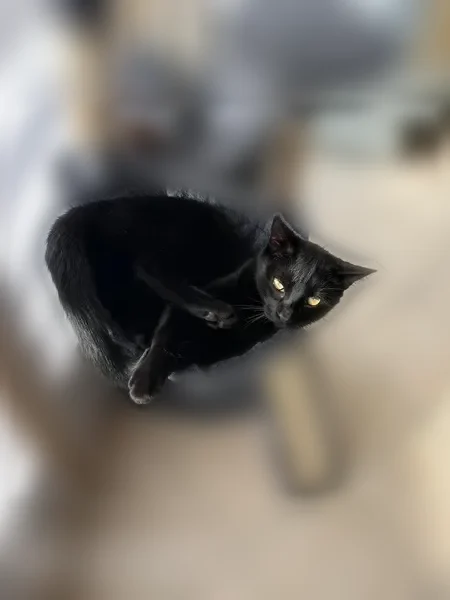 Chat perdu mâle, Domérat, Le Louroux Béconnais — collier vert - photo