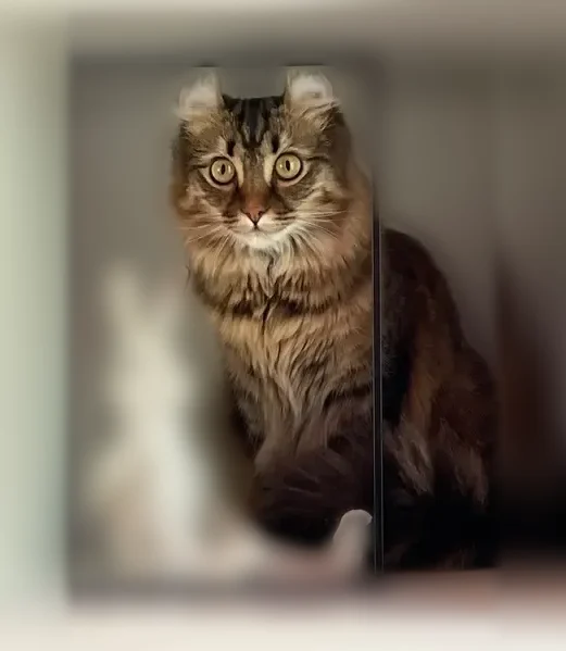 Perdu chat femelle, Boulevard Eugène Decros, 122, Épinay-sur-Orge - méfiante - photo