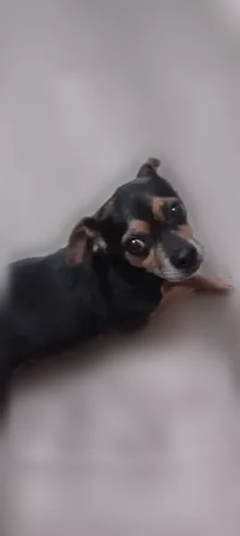 Lost dog, Sauk Village, Chicago - female Chihuahua with a lump on her stomach - photo