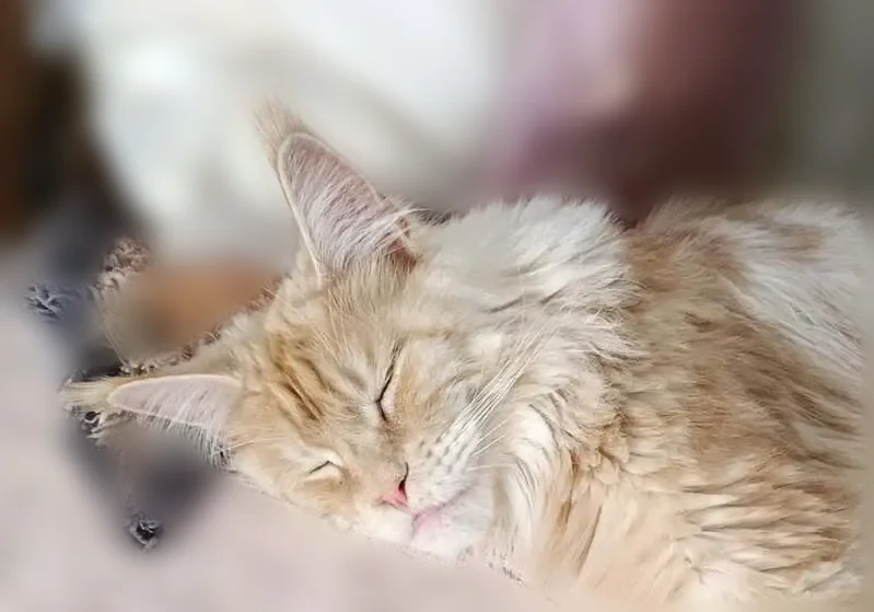 Chat perdu mâle, Parvis Notre Dame - Place Jean-Paul II, 6, Paris - très grande taille, roux caramel - photo