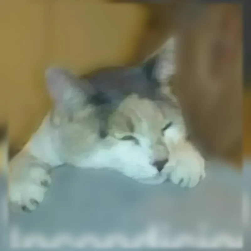 Lost cat, Reiger Avenue, 4618, Dallas - female, indoor cat - photo