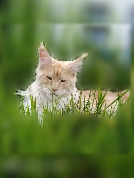 Chat perdu mâle, Paris — roux caramel, très grande taille - photo