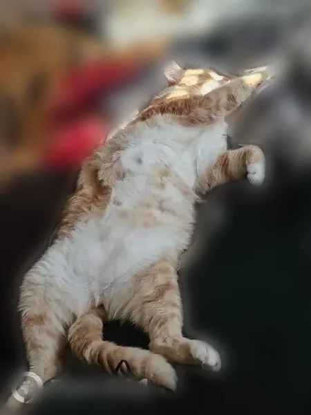 Chat perdu mâle, Rue de l'Arceau, 4, Salon-de-Provence, Marseille - roux et assez peureux - photo