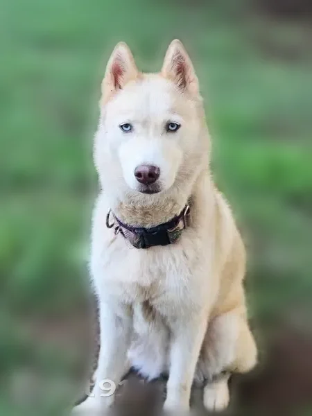 Lost dog, Wood Avenue, Burlington, Mebane — female, red husky, blue eyes - photo