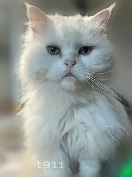 Chat perdu, Impasse d'Aoû Mistralet, Peypin, Paris - femelle, très sociable - photo
