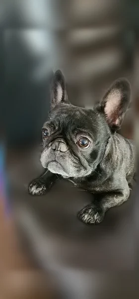 Lost dog, Ridgewood Terrace, Arlington - black brindle Frenchie with white patch on chest - photo
