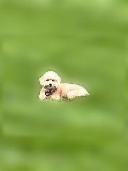 Lost dog, College Boulevard, 19904, Olathe, Olathe - female, 7 years old, very afraid of people - photo