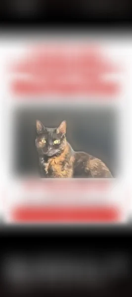 Chat perdu femelle, Rue de l'Abbé Picard, 1, Champcueil - photo