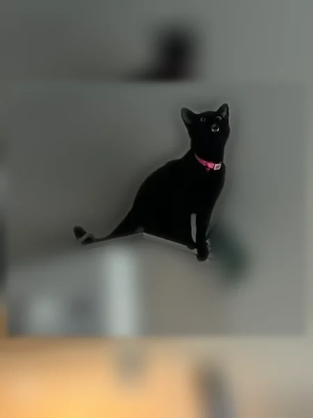 Missing cat Female, Savannah (usl539580) - photo